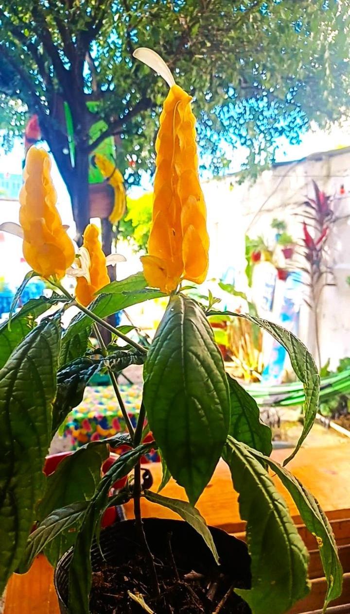 Hostel Recife Bar Quartos Climatizados Das 22H As 8H 외부 사진